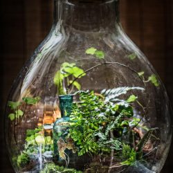 forestforever-alchemia-1